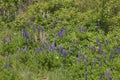 Lupines blooming in Duluth Minnesota during Summer Royalty Free Stock Photo