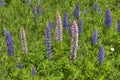 Lupines blooming in Duluth Minnesota during Summer Royalty Free Stock Photo