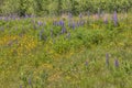 Lupines blooming in Duluth Minnesota during Summer Royalty Free Stock Photo