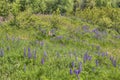 Lupines blooming in Duluth Minnesota during Summer Royalty Free Stock Photo