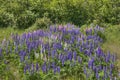 Lupines blooming in Duluth Minnesota during Summer Royalty Free Stock Photo
