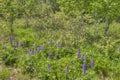 Lupines blooming in Duluth Minnesota during Summer Royalty Free Stock Photo