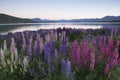 Lupines blossom at Lake Tekapo, New Zealand Royalty Free Stock Photo