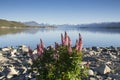 Lupines blossom at Lake Tekapo, New Zealand Royalty Free Stock Photo