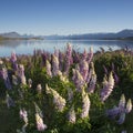 Lupines blossom at Lake Tekapo, New Zealand Royalty Free Stock Photo