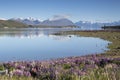 Lupines blossom at Lake Tekapo, New Zealand Royalty Free Stock Photo