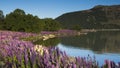 Lupines blossom at Lake Tekapo, New Zealand Royalty Free Stock Photo