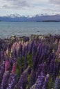 Lupines blossom at Lake Tekapo, New Zealand Royalty Free Stock Photo