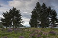 Lupines blossom on the shore of Lake Tekapo, New Zealand Royalty Free Stock Photo