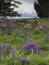 Lupines blossom on the shore of Lake Tekapo, New Zealand Royalty Free Stock Photo