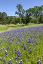 Lupines on Country Landscape