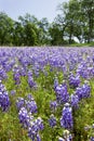 Lupines on Country Landscape