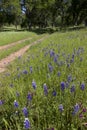 Lupines on Country Landscape