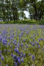 Lupines on Country Landscape