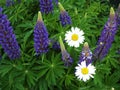 Lupines and daisies in green leaves on a summer evening