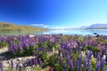 Lupines field Royalty Free Stock Photo