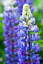 Lupines flowers Royalty Free Stock Photo