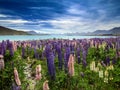 Lupines and Lake