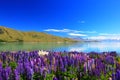 Lupines by the lake Tekapo, New Zealand Royalty Free Stock Photo