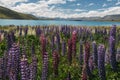 Lupines of Lake Tekapo, New Zealand Royalty Free Stock Photo