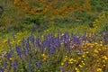 Lupines, Poppies and More Royalty Free Stock Photo