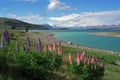 Lupines on the shore of Lake Tekapo. Royalty Free Stock Photo