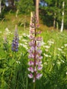 Lupines in a summer field Royalty Free Stock Photo