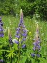 Lupines in a summer field Royalty Free Stock Photo