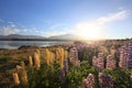 Lupines under sunrise Royalty Free Stock Photo