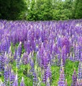 Lupins Royalty Free Stock Photo