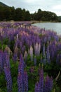 Lupins Royalty Free Stock Photo