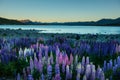 Lupins and Aroki Mt.cook Lake Tekapo, New Zealand Royalty Free Stock Photo