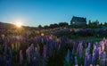 Lupins and church good of shepred Lake Tekapo, New Zealand Royalty Free Stock Photo