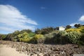 Lupins at Curio bay