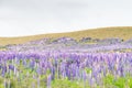 Lupins flower field, violet colour New Zealand Royalty Free Stock Photo