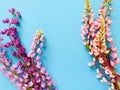 Lupins flowers on blue background. Flower frame, border. Top view, flatlay style. Free Space for your text or product Royalty Free Stock Photo