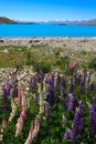 Lupins Lake