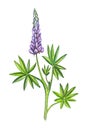 Lupins or lupines. Royalty Free Stock Photo