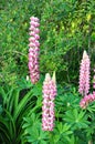 Lupins - Lupinus, Wiltshire, England, UK Royalty Free Stock Photo