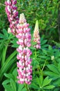 Lupins - Lupinus, Wiltshire, England, UK Royalty Free Stock Photo