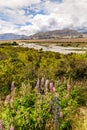 Lupins in Omarama New Zealand Royalty Free Stock Photo