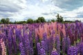 Lupins, the purple flowers Royalty Free Stock Photo