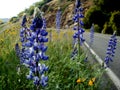 Lupins by the road Royalty Free Stock Photo