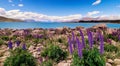 Lupins are unique photogenic subjects in New Zealand