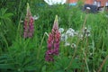 Lupins and wild flowers in the garden