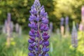 Lupins, the wild purple flowers. Royalty Free Stock Photo
