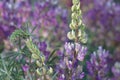 Lupinus Albicaulis Bloom - San Emigdio Mtns - 071123 Royalty Free Stock Photo