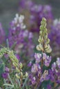Lupinus Albicaulis Bloom - San Emigdio Mtns - 071123