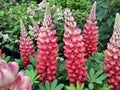 Lupinus 'Beefeater'