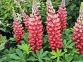 Lupinus 'Beefeater'